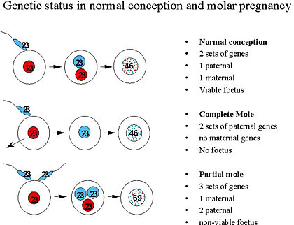 Genetic Status in Normal Conception and Molar Pregnancy